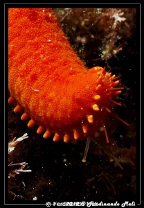 Strafish's tentacle by Ferdinando Meli 